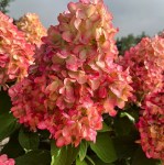 Изображение WhatsApp 2023-11-18 в 16.14.11_2ddfca08 — копия